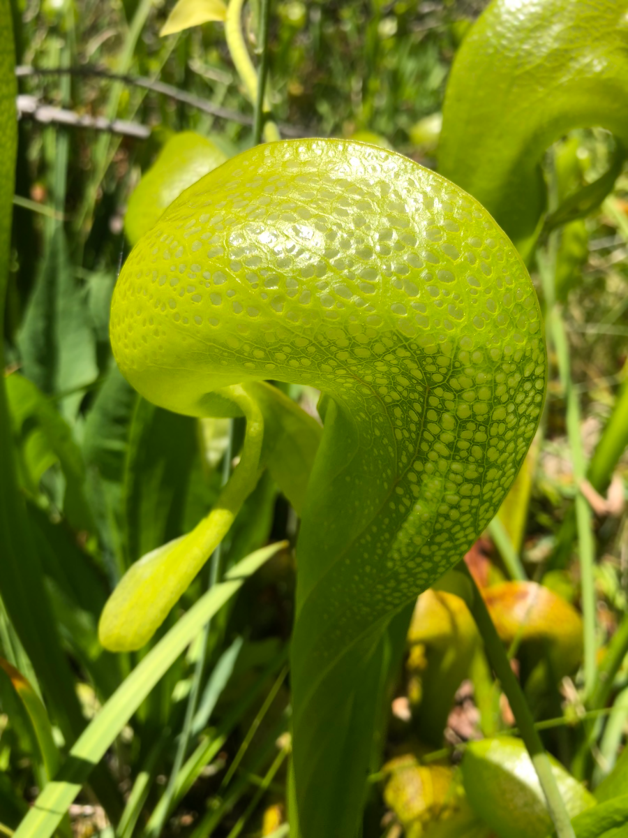 Close up of a Darlingtonia plant